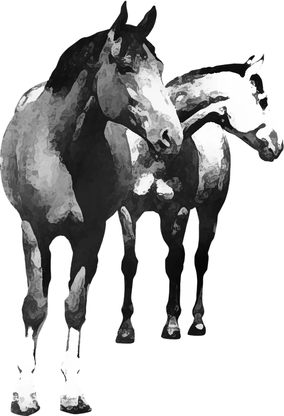 Centre équestre Akropol Arabians, Oytier-Saint-Oblas — deux chevaux